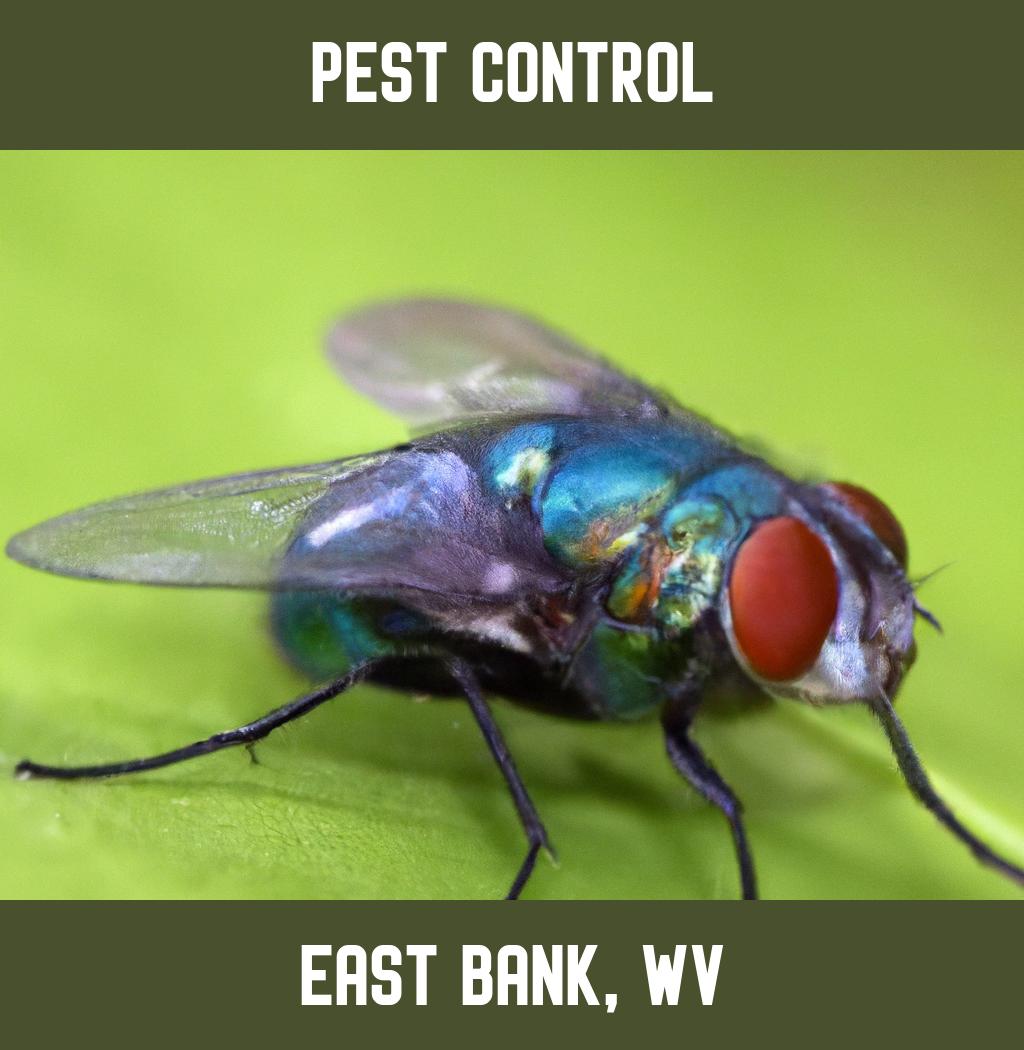 pest control in East Bank West Virginia