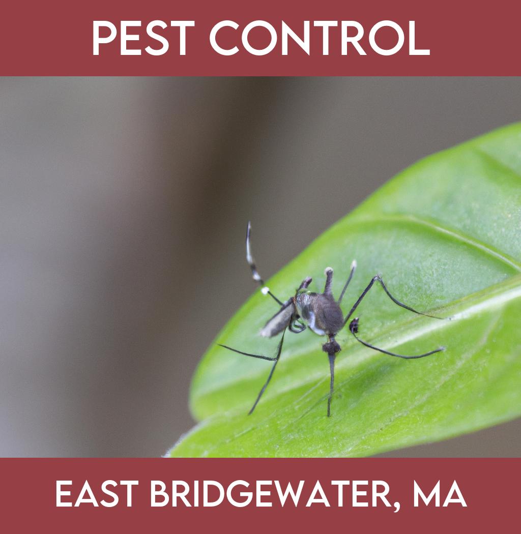 pest control in East Bridgewater Massachusetts