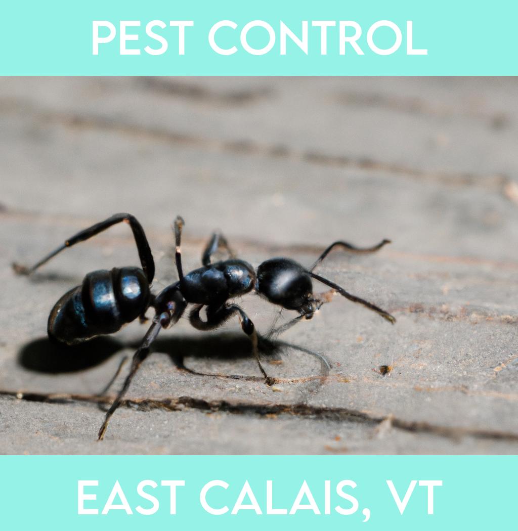 pest control in East Calais Vermont
