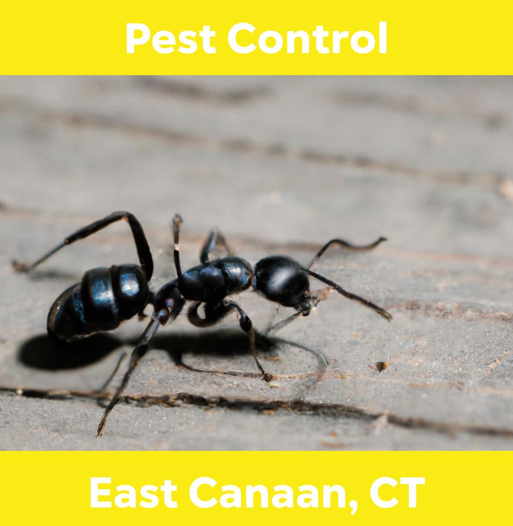 pest control in East Canaan Connecticut