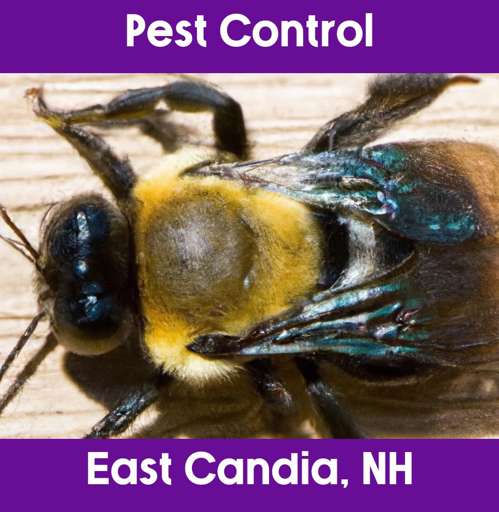pest control in East Candia New Hampshire