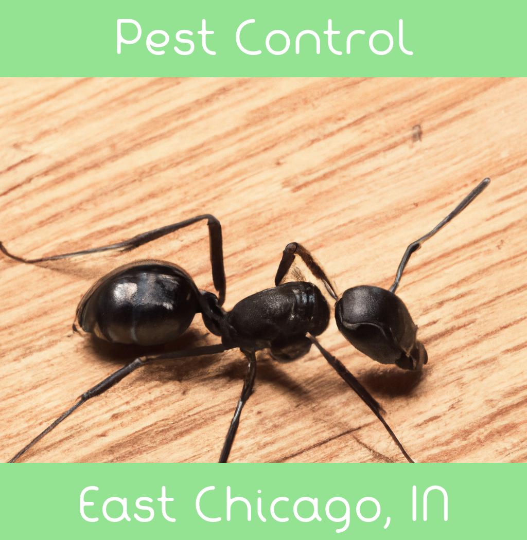 pest control in East Chicago Indiana