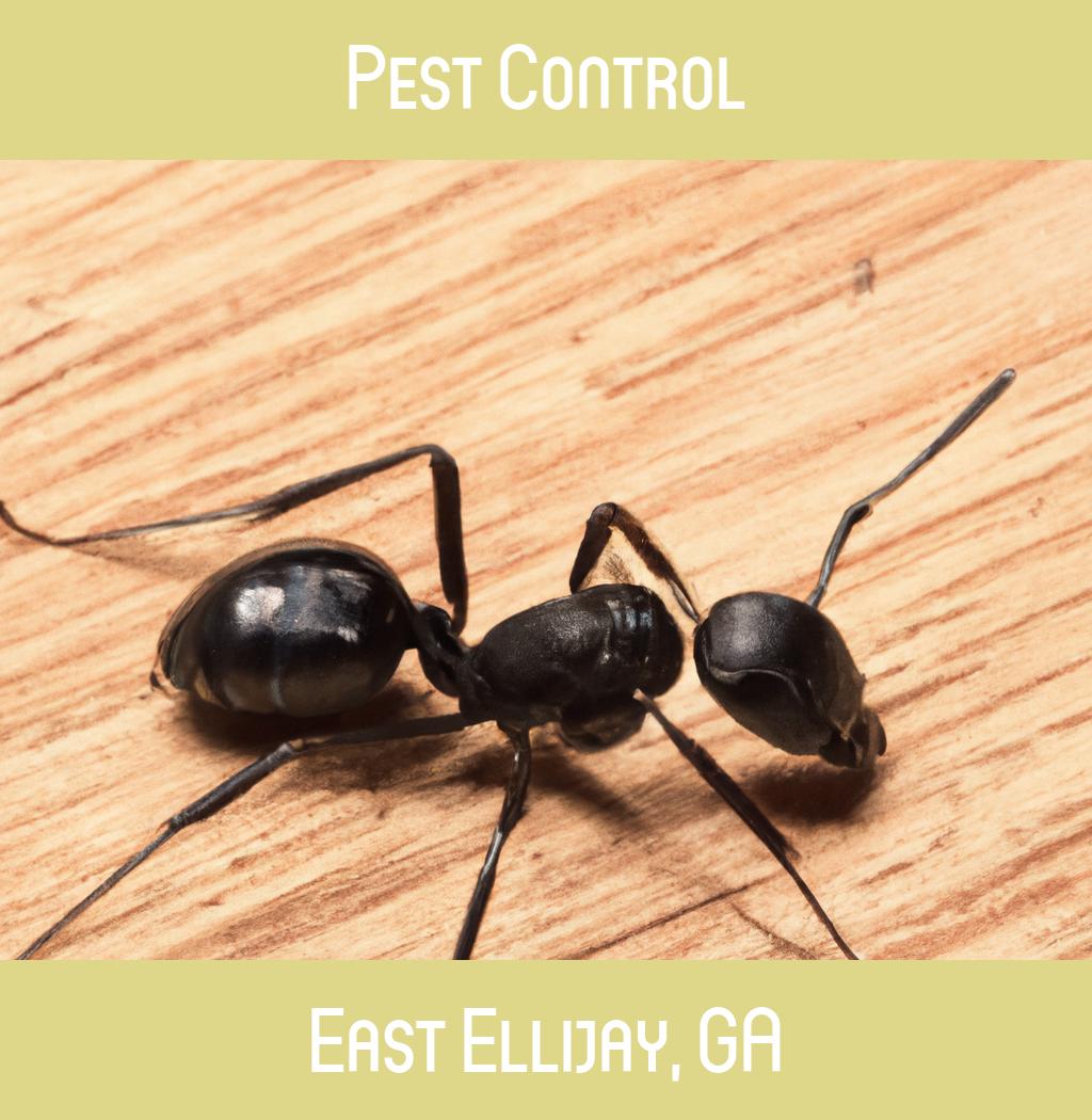 pest control in East Ellijay Georgia