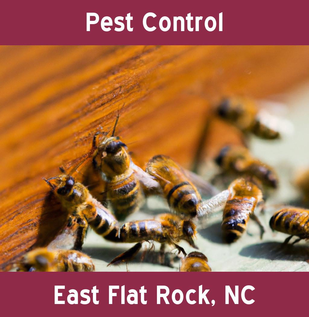 pest control in East Flat Rock North Carolina