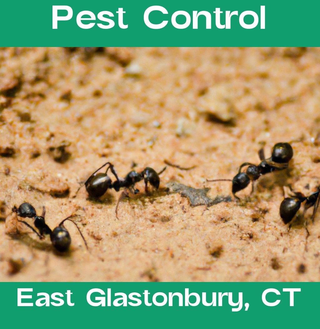 pest control in East Glastonbury Connecticut