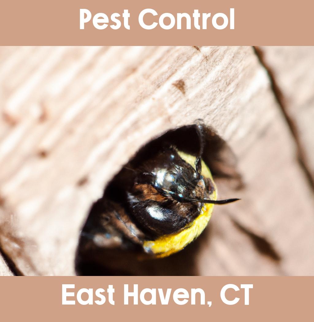 pest control in East Haven Connecticut