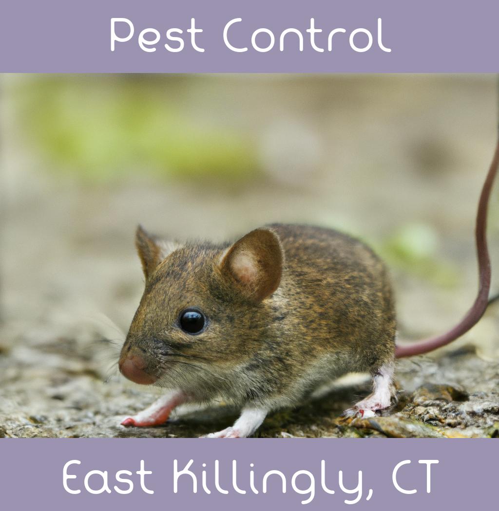 pest control in East Killingly Connecticut