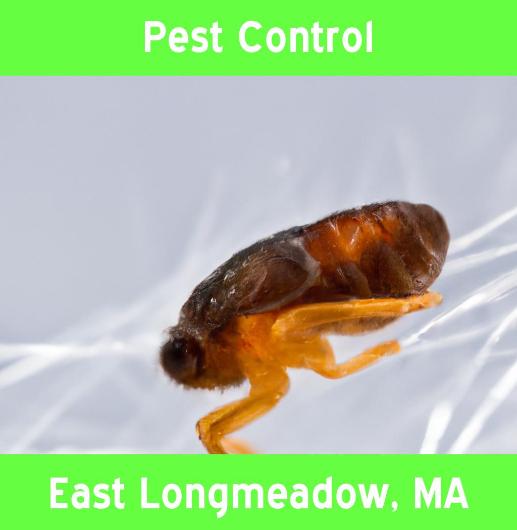 pest control in East Longmeadow Massachusetts