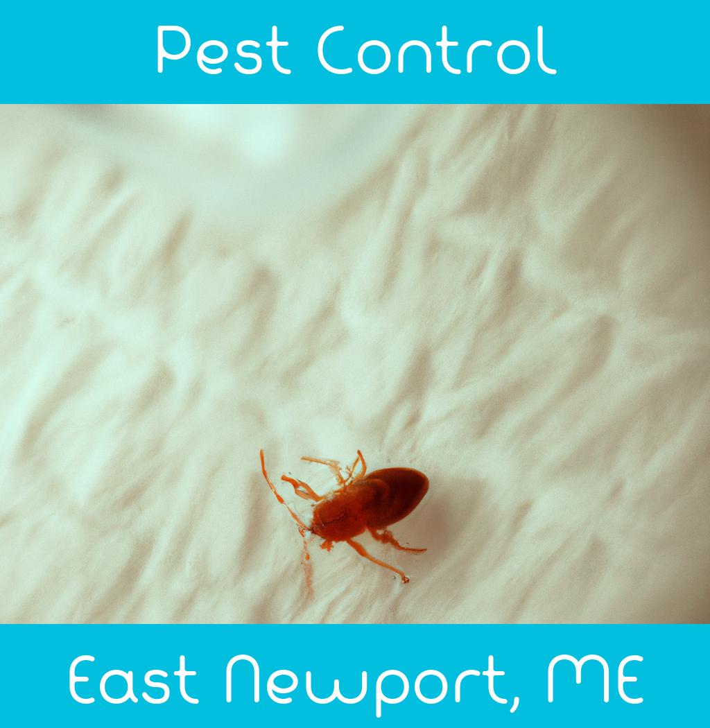pest control in East Newport Maine