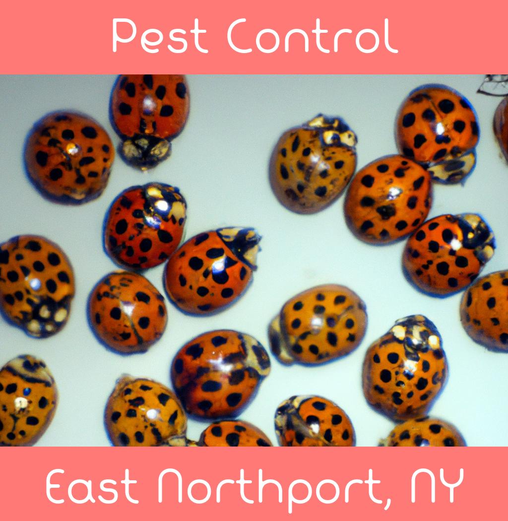pest control in East Northport New York