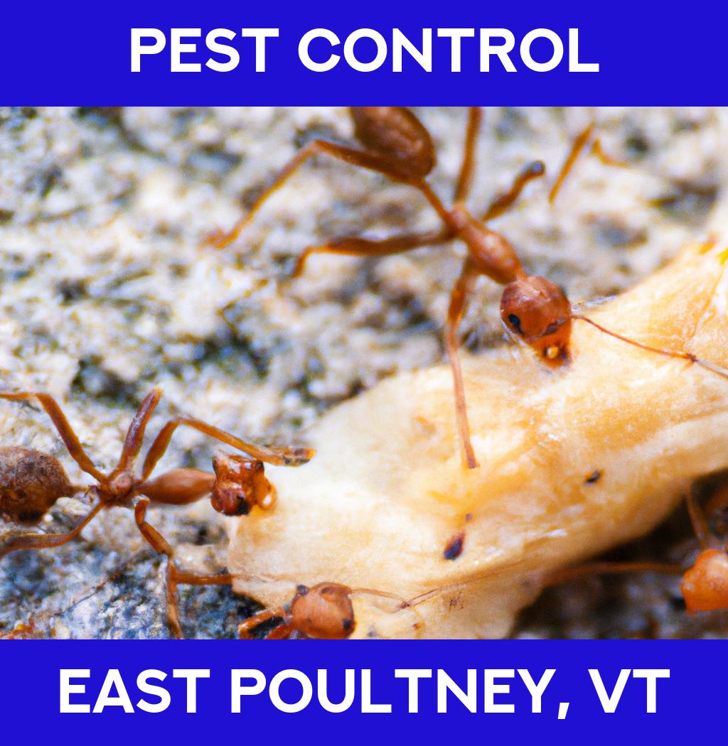 pest control in East Poultney Vermont