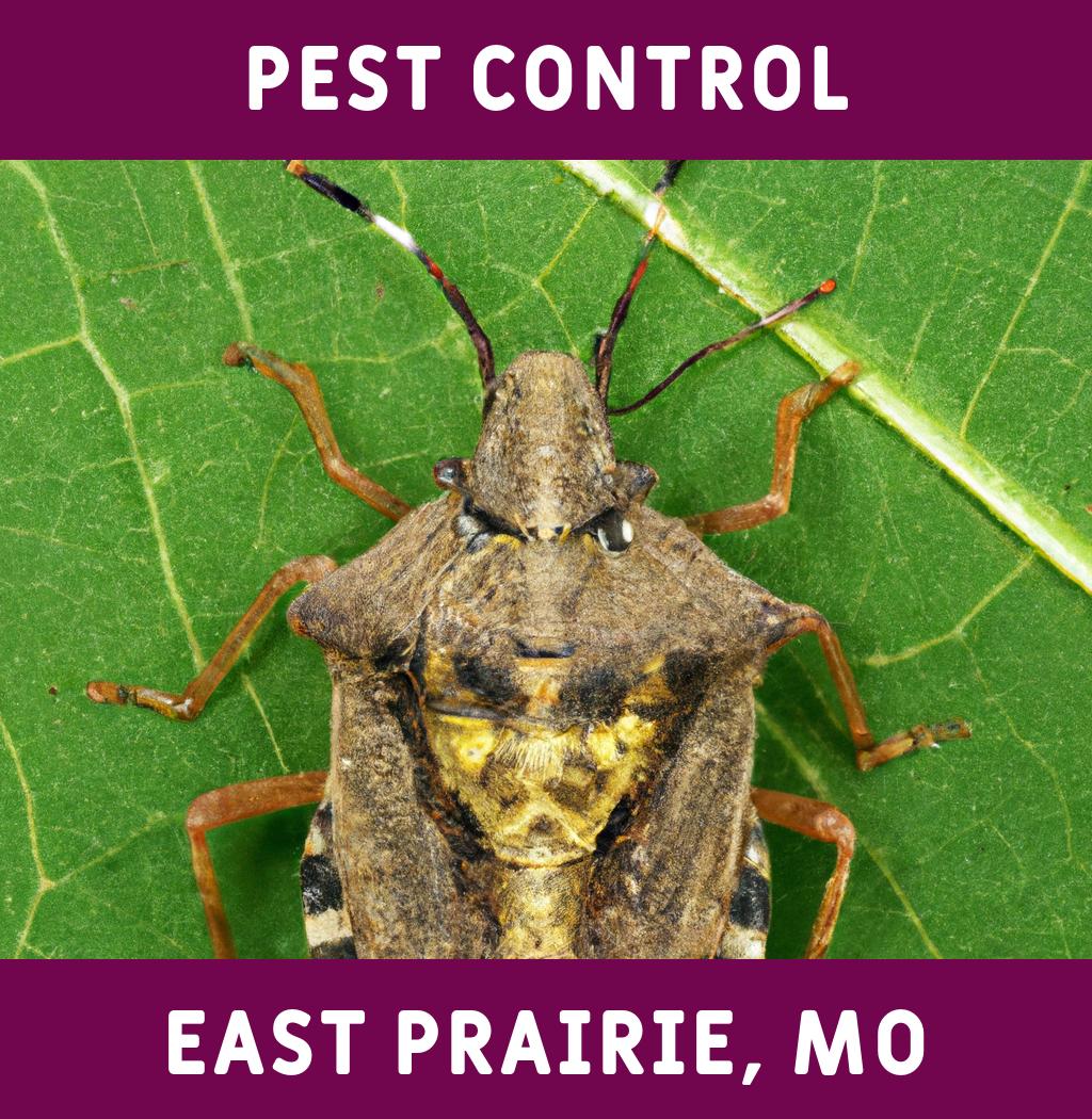 pest control in East Prairie Missouri