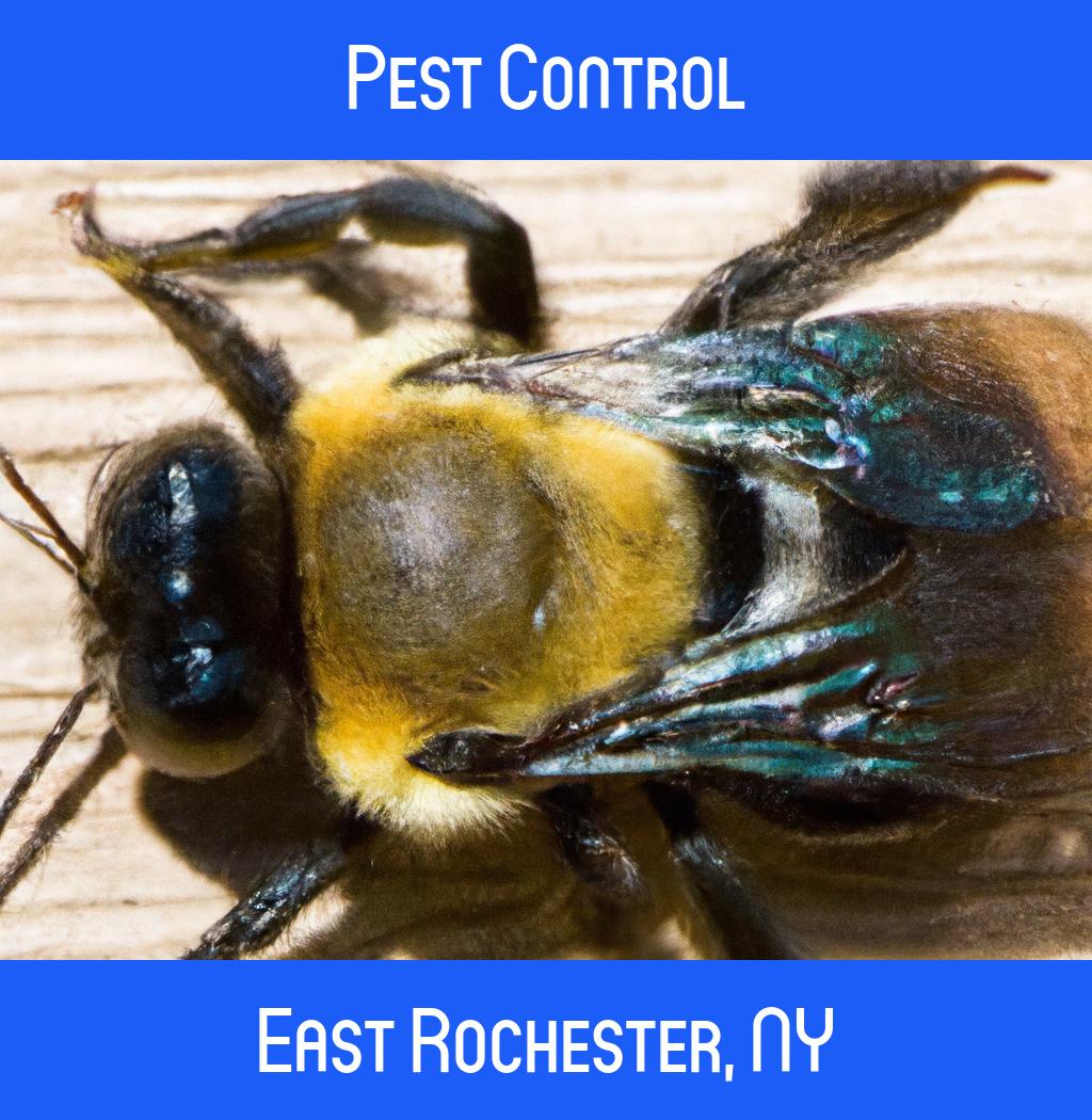 pest control in East Rochester New York