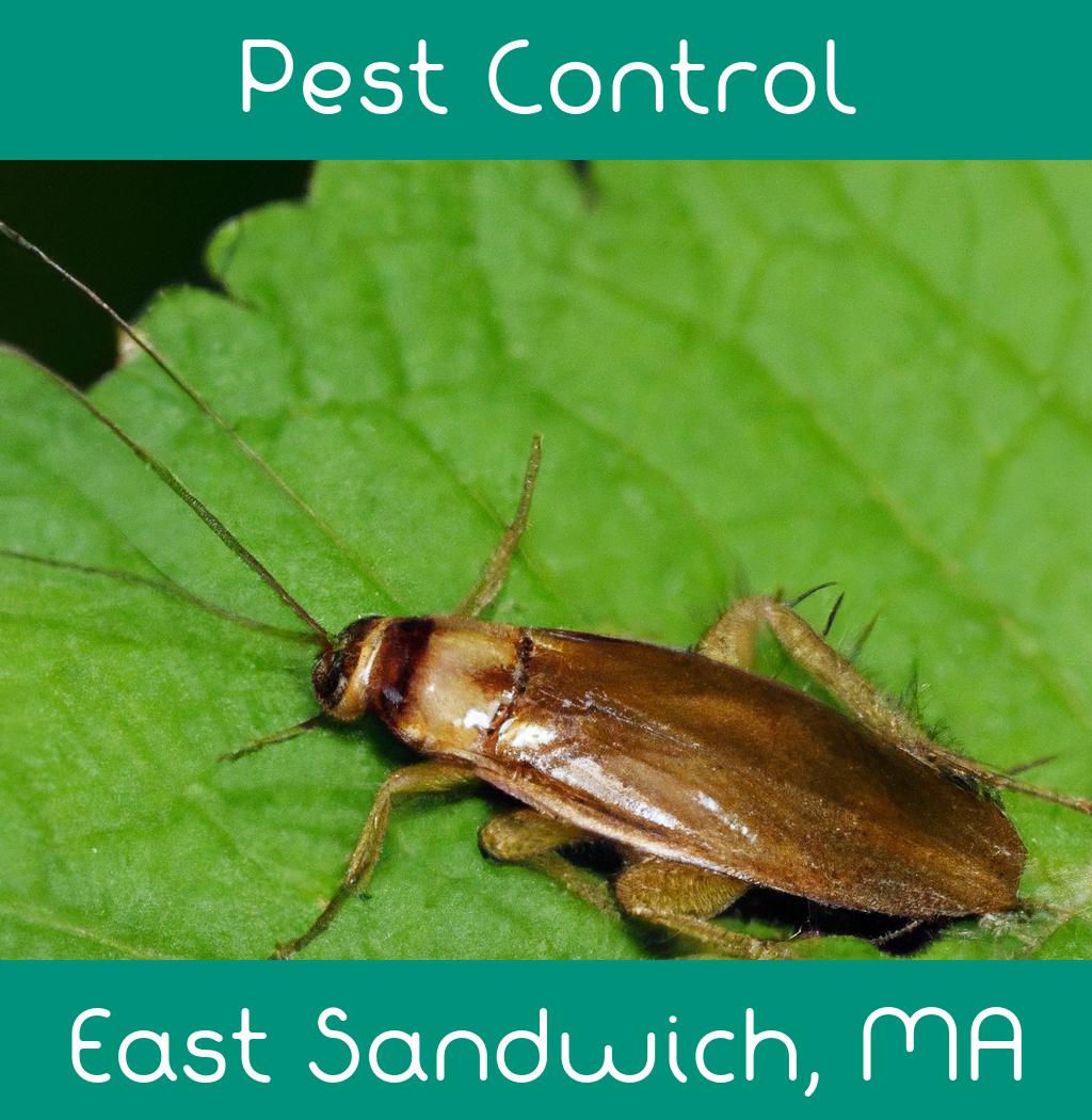 pest control in East Sandwich Massachusetts