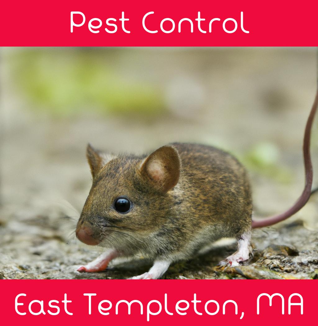 pest control in East Templeton Massachusetts