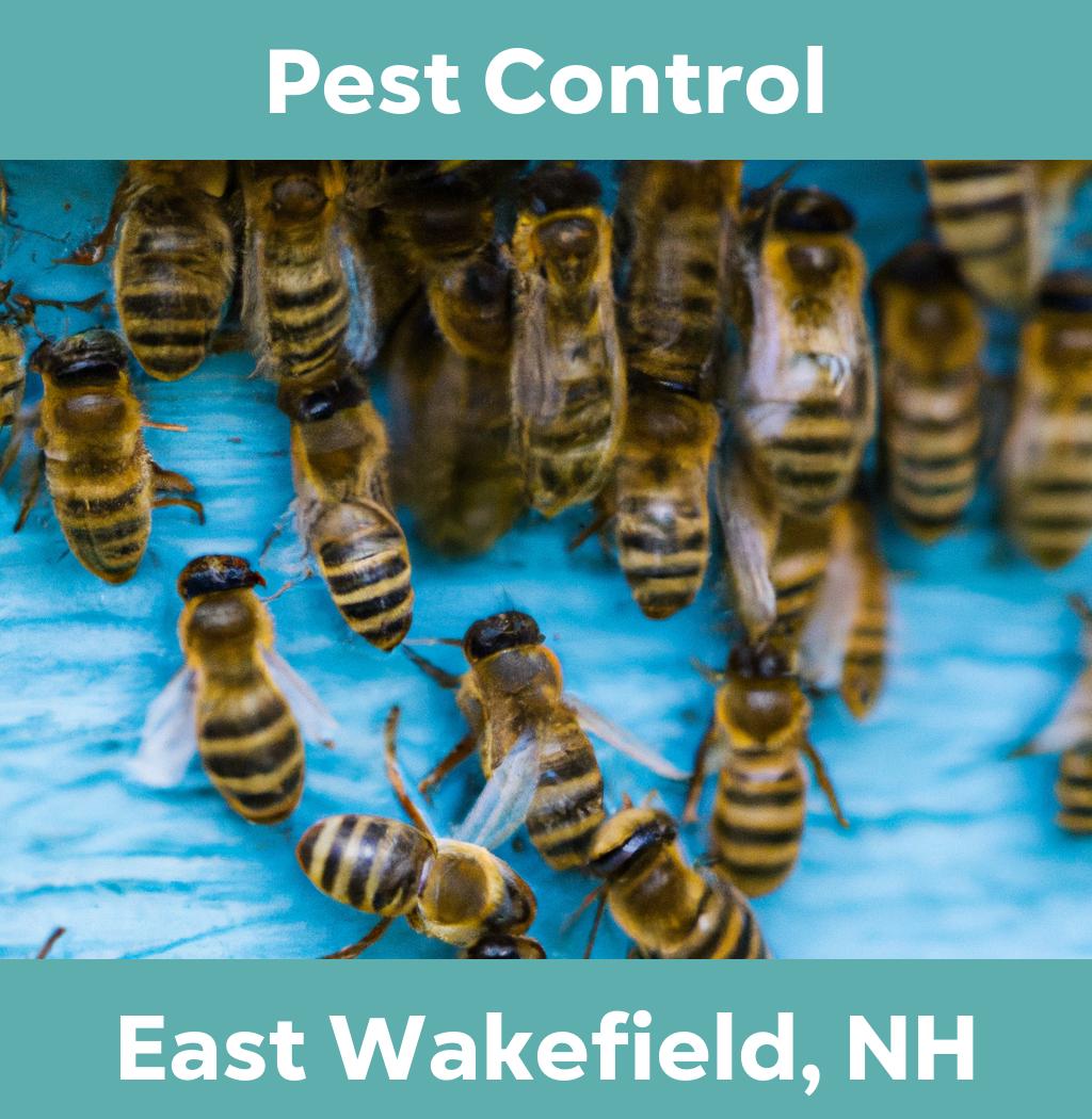 pest control in East Wakefield New Hampshire