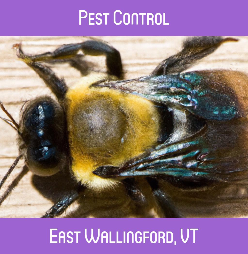 pest control in East Wallingford Vermont