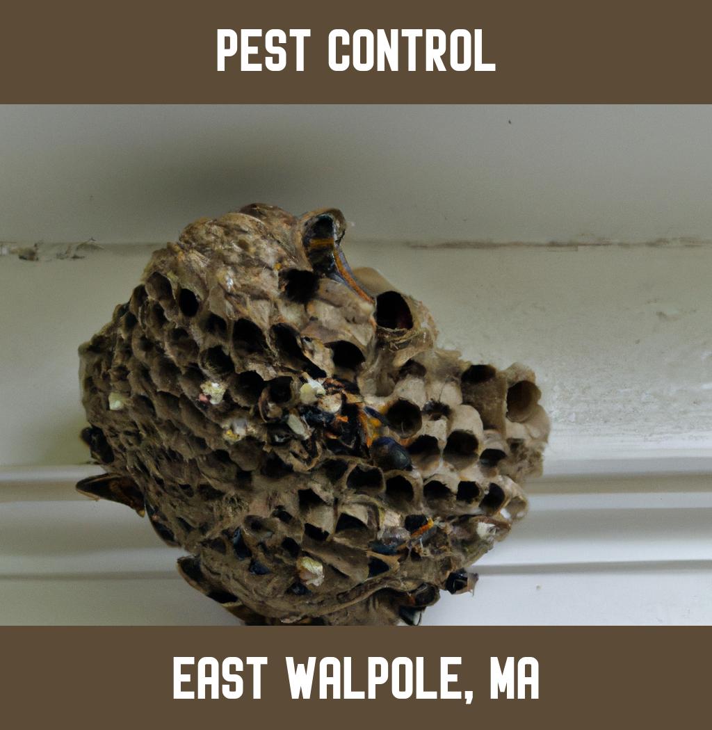 pest control in East Walpole Massachusetts
