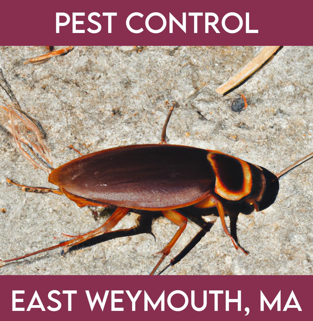 pest control in East Weymouth Massachusetts