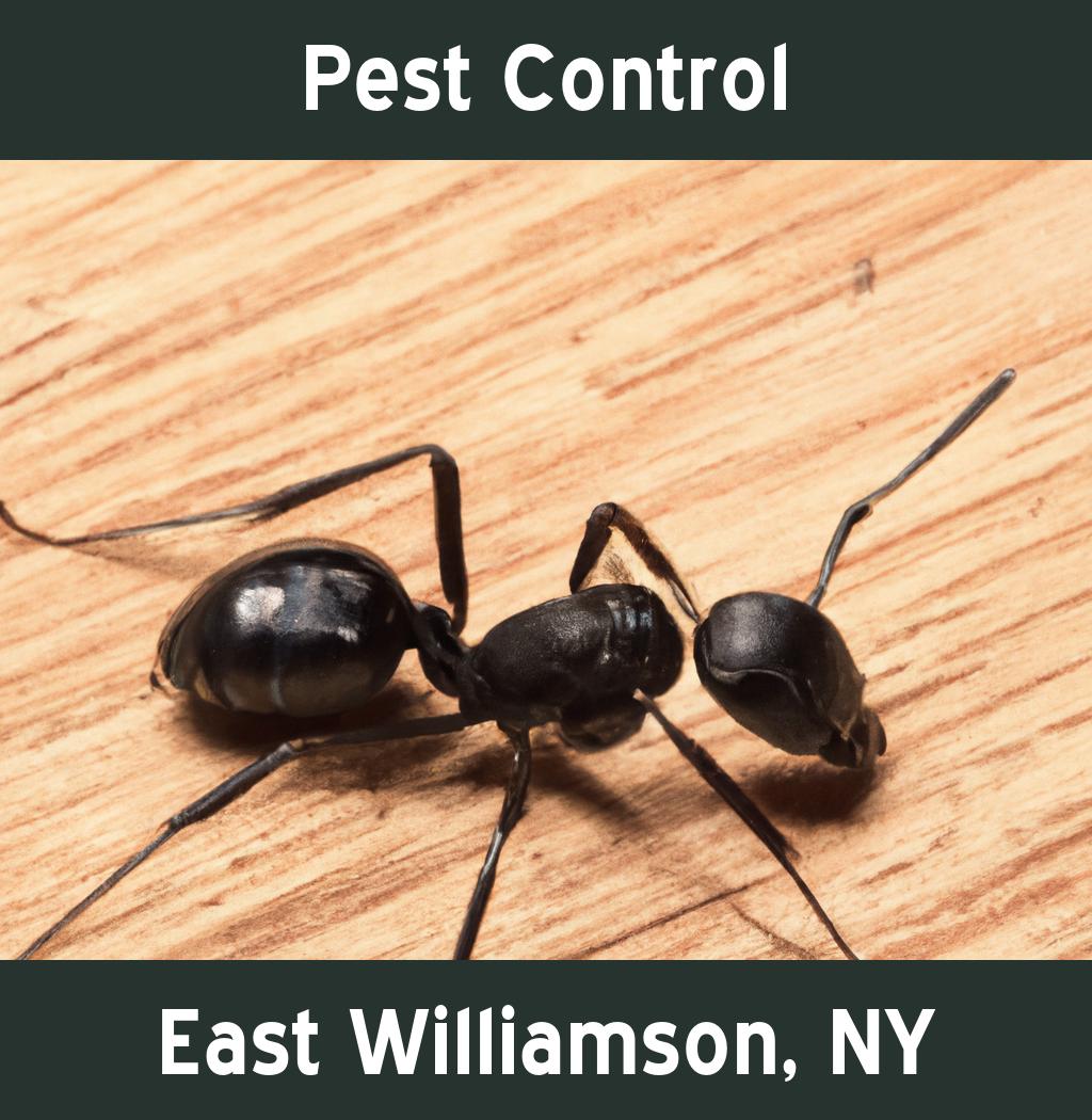 pest control in East Williamson New York