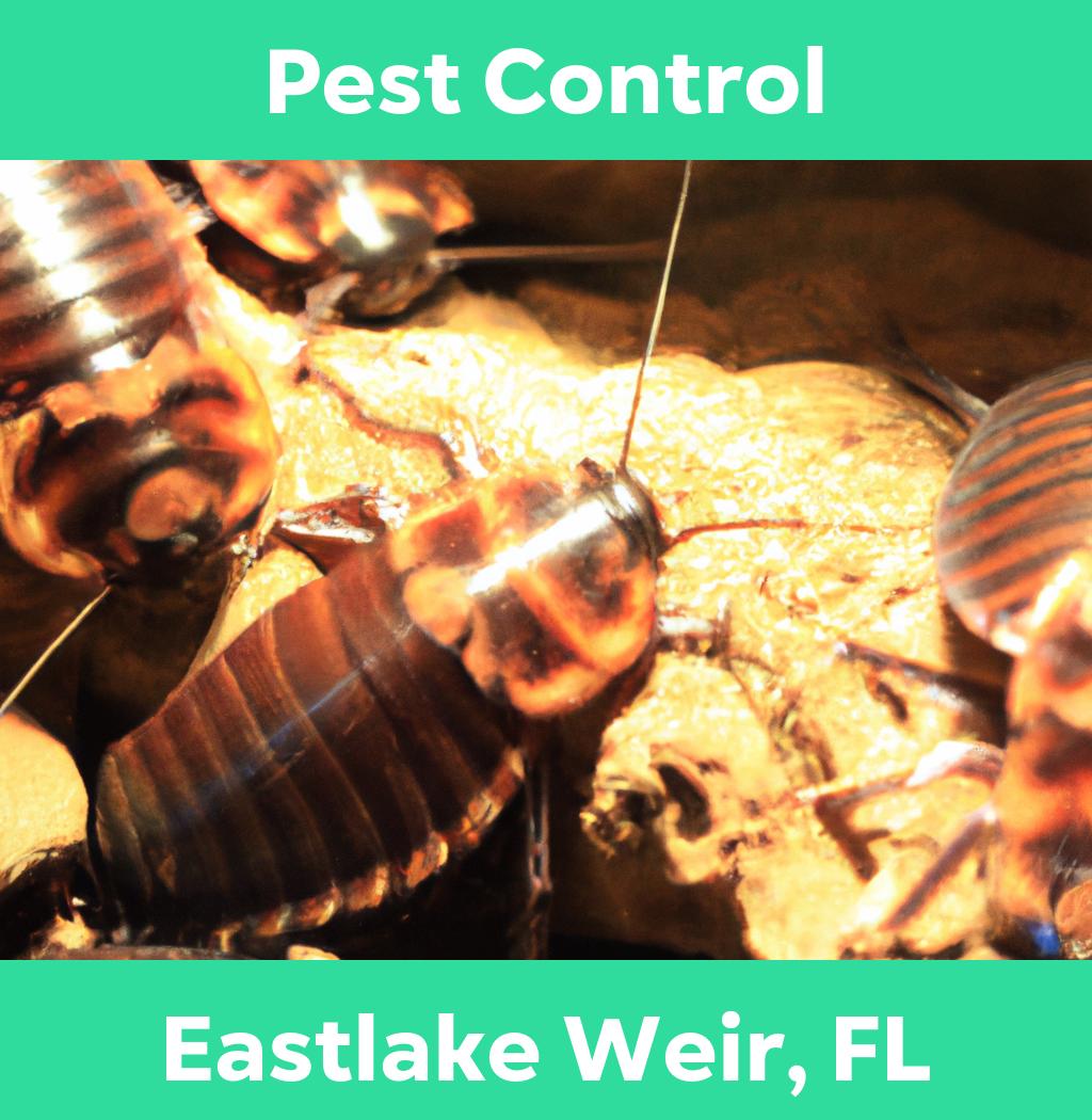 pest control in Eastlake Weir Florida