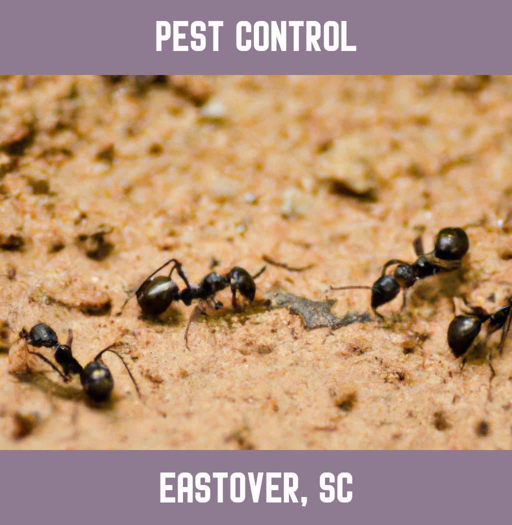 pest control in Eastover South Carolina