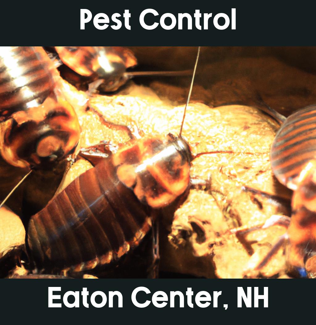 pest control in Eaton Center New Hampshire