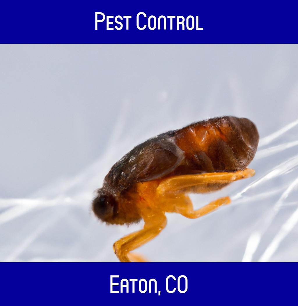 pest control in Eaton Colorado
