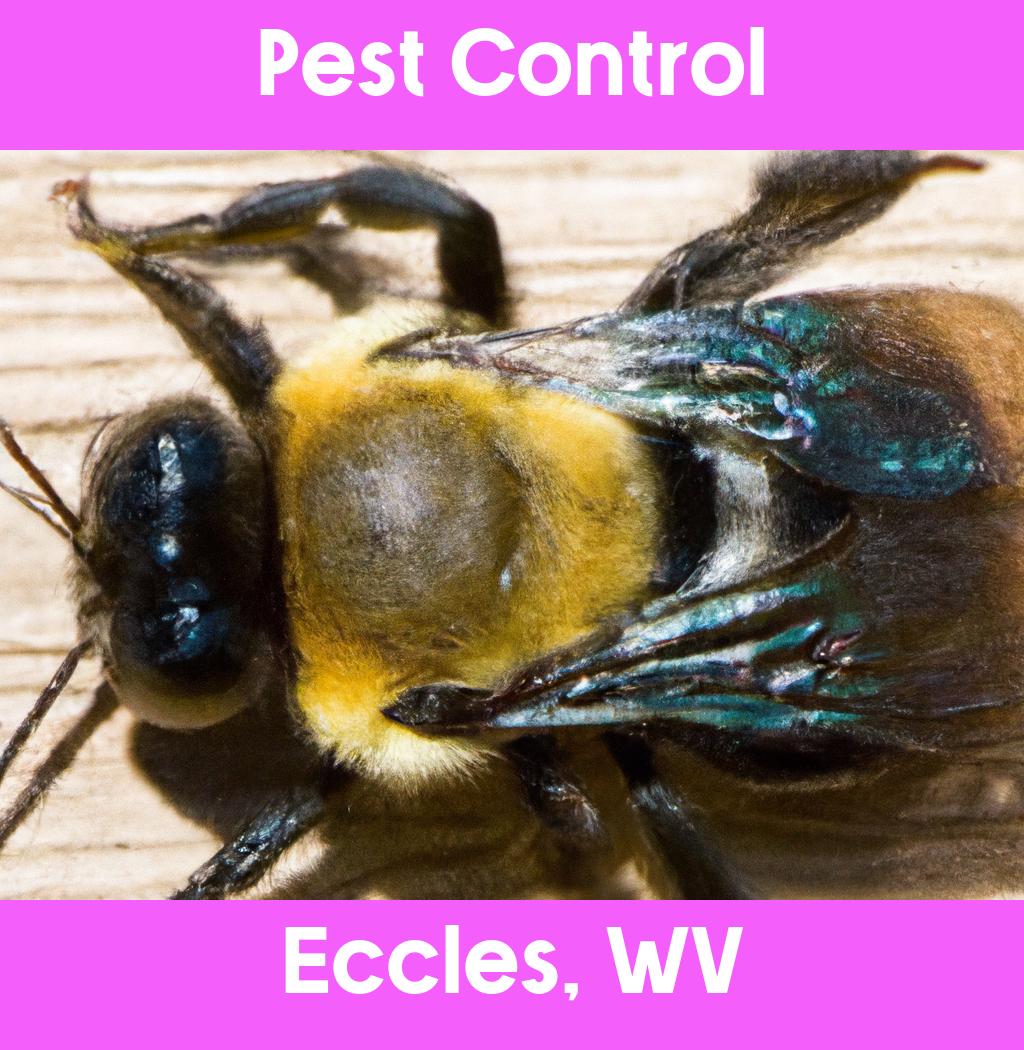 pest control in Eccles West Virginia