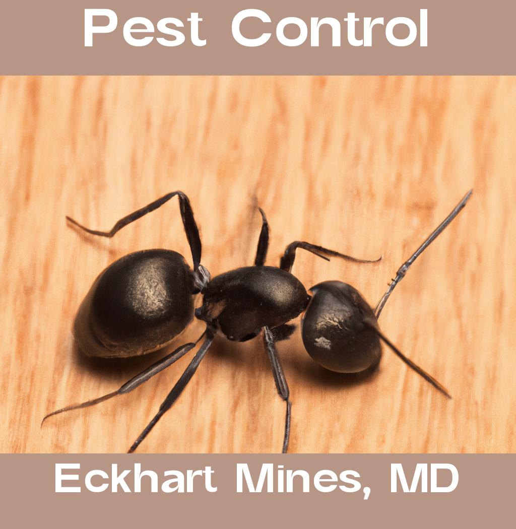 pest control in Eckhart Mines Maryland