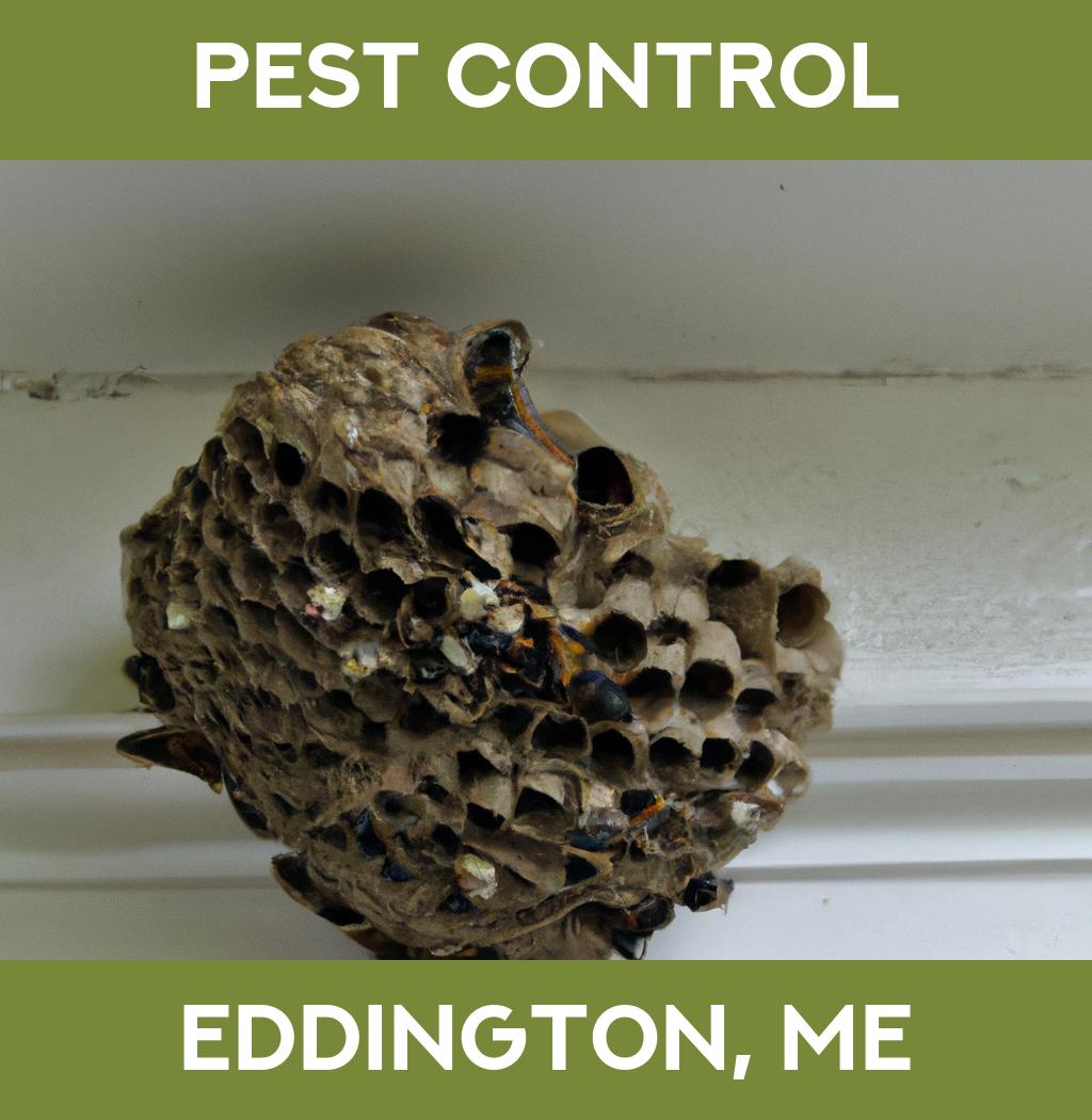 pest control in Eddington Maine