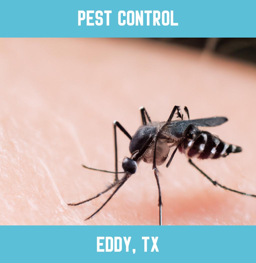 pest control in Eddy Texas