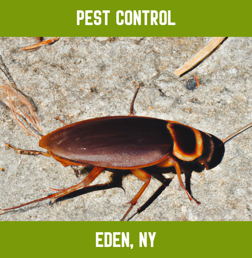 pest control in Eden New York