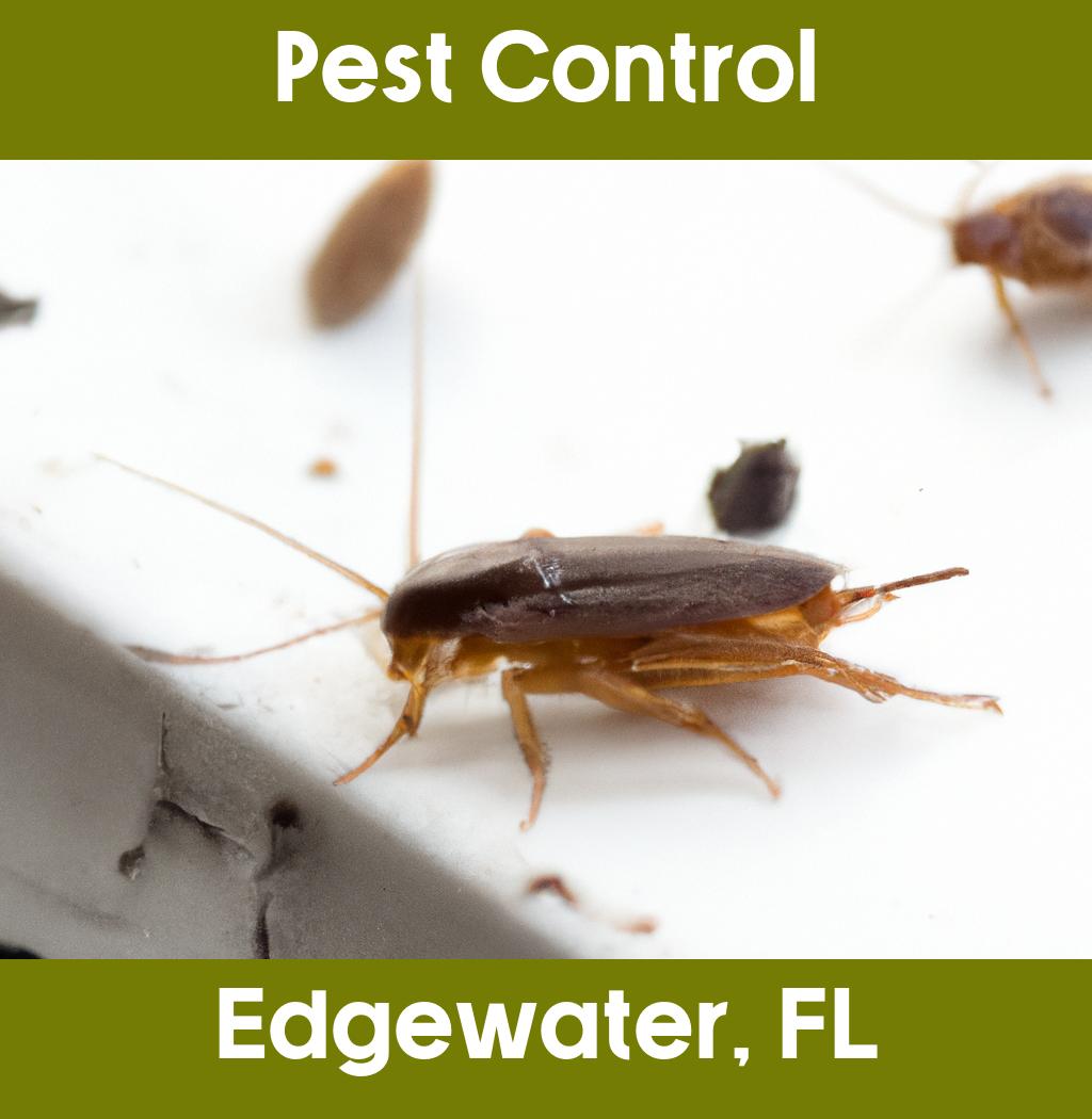 pest control in Edgewater Florida