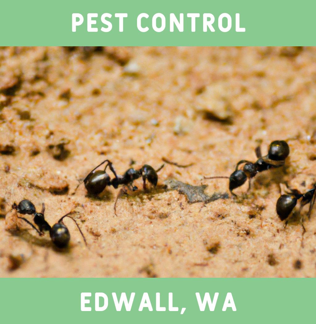 pest control in Edwall Washington