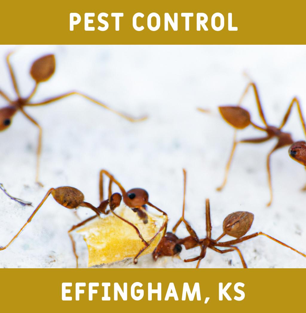 pest control in Effingham Kansas