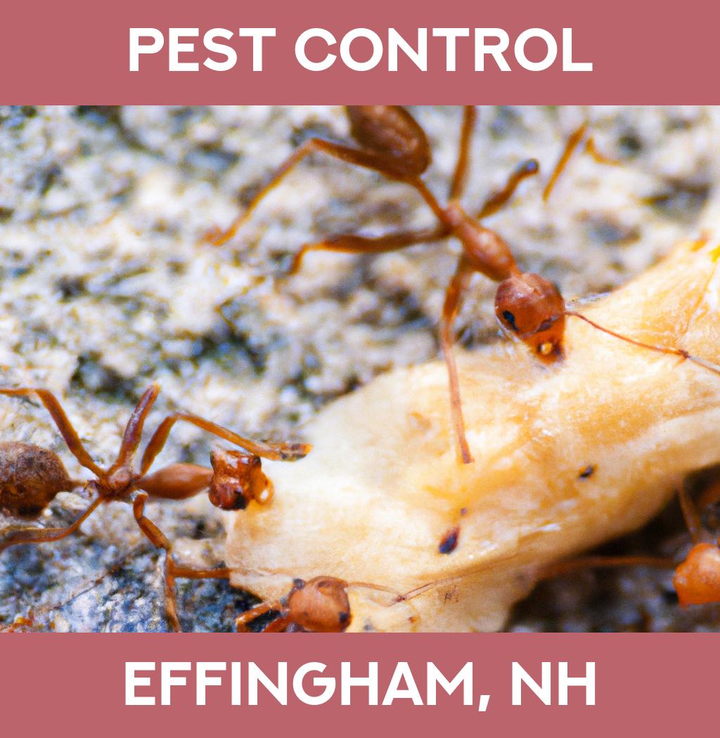 pest control in Effingham New Hampshire