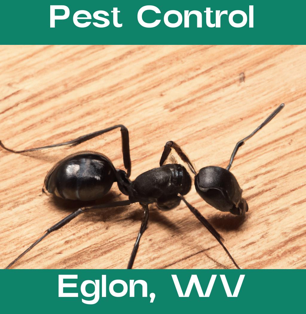 pest control in Eglon West Virginia