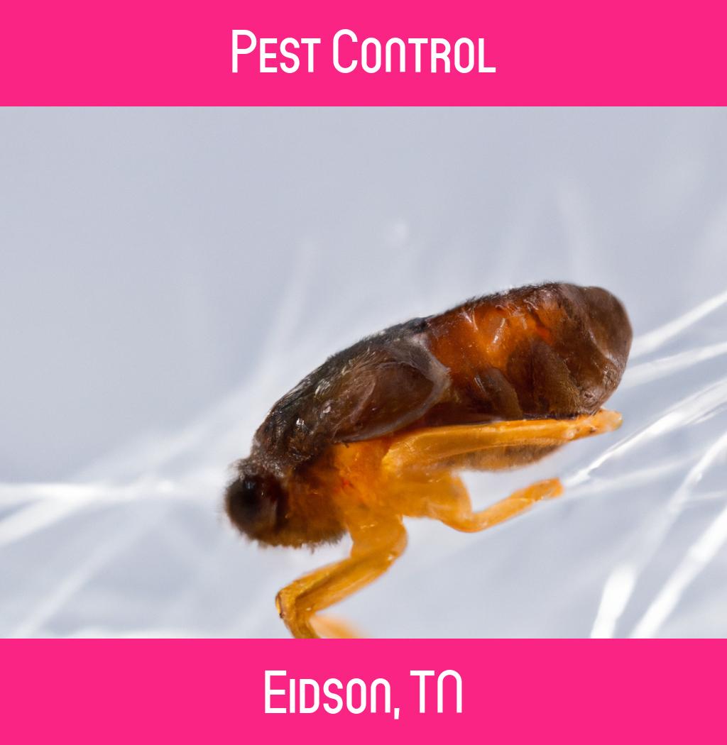 pest control in Eidson Tennessee