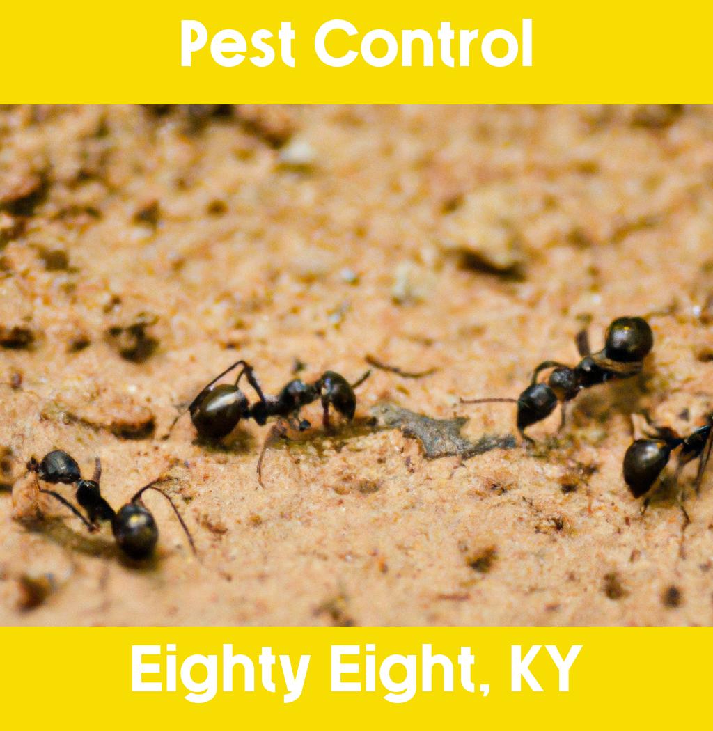 pest control in Eighty Eight Kentucky