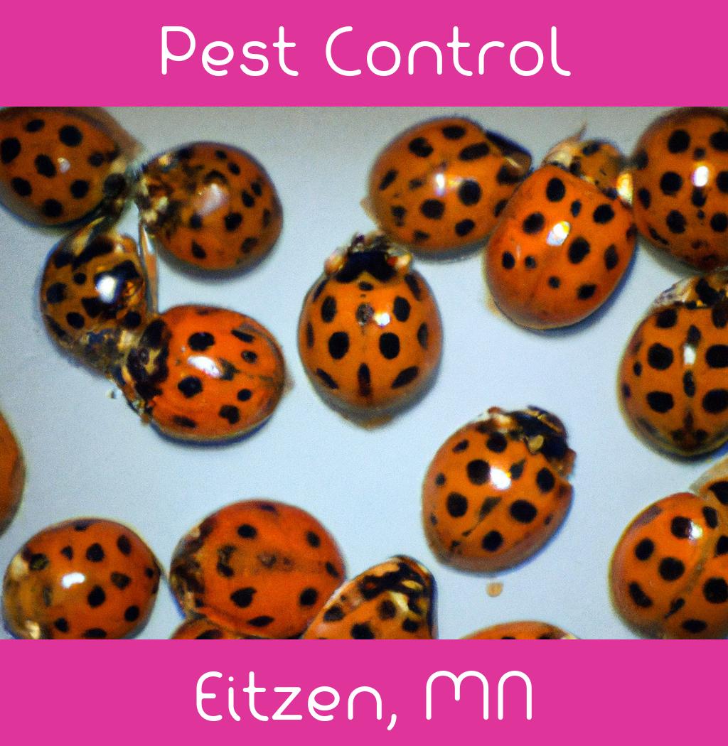 pest control in Eitzen Minnesota