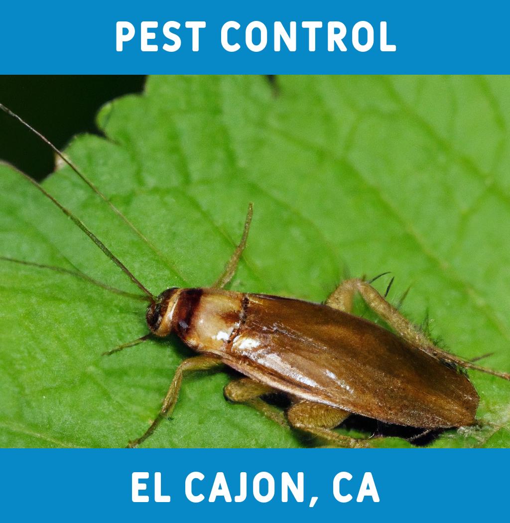 pest control in El Cajon California