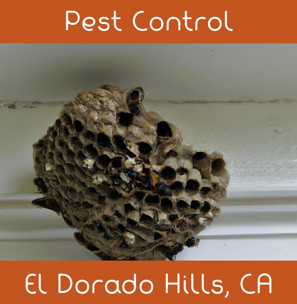 pest control in El Dorado Hills California