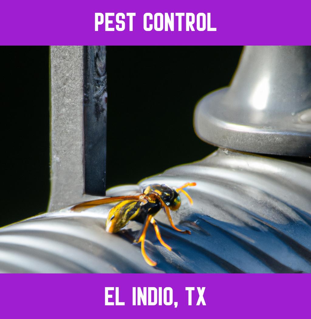 pest control in El Indio Texas