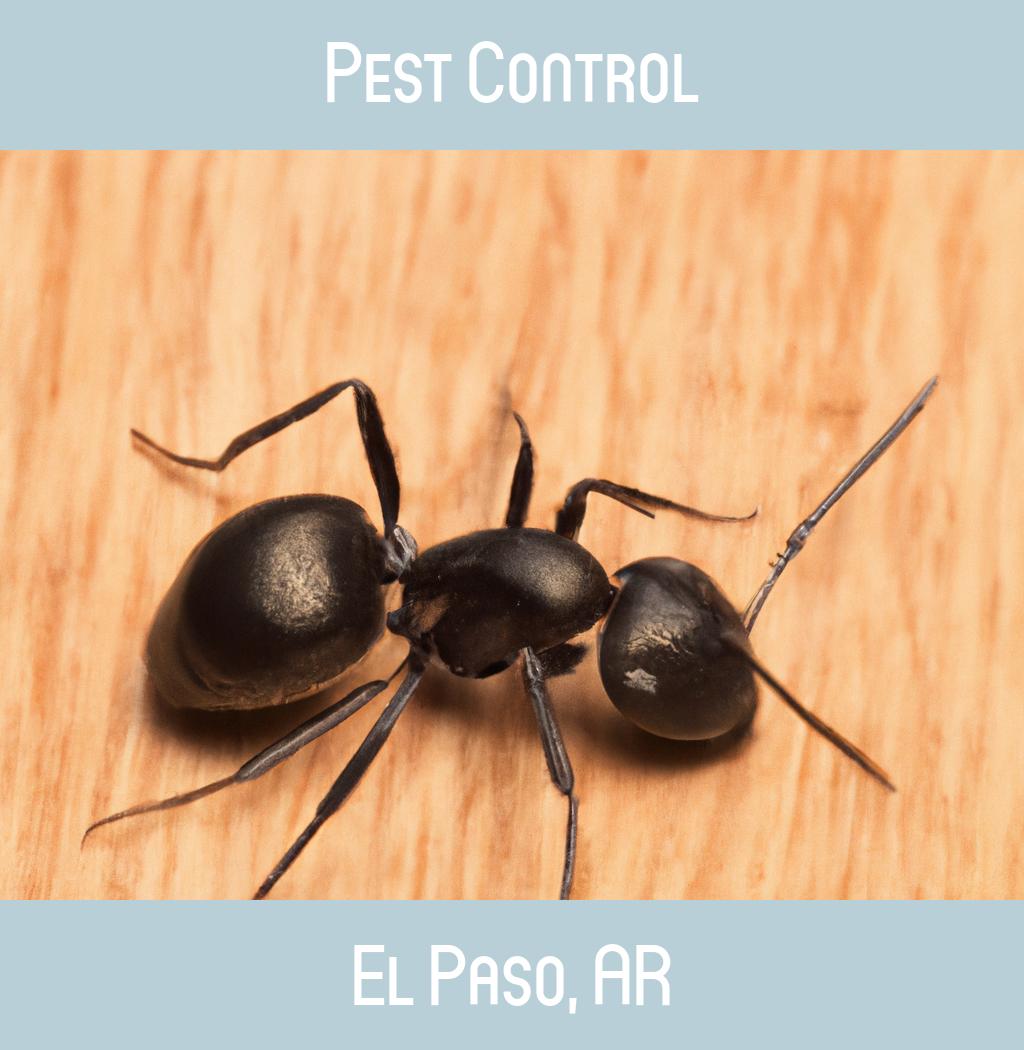 pest control in El Paso Arkansas