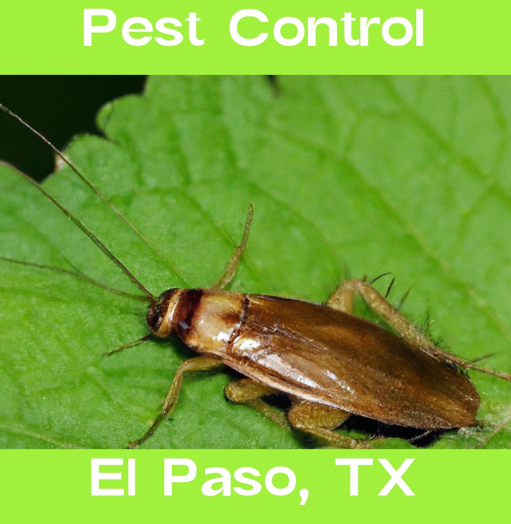 pest control in El Paso Texas