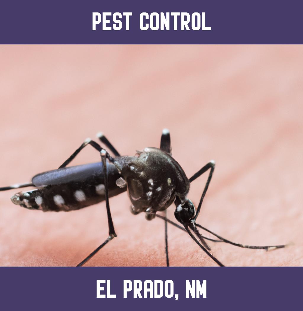 pest control in El Prado New Mexico