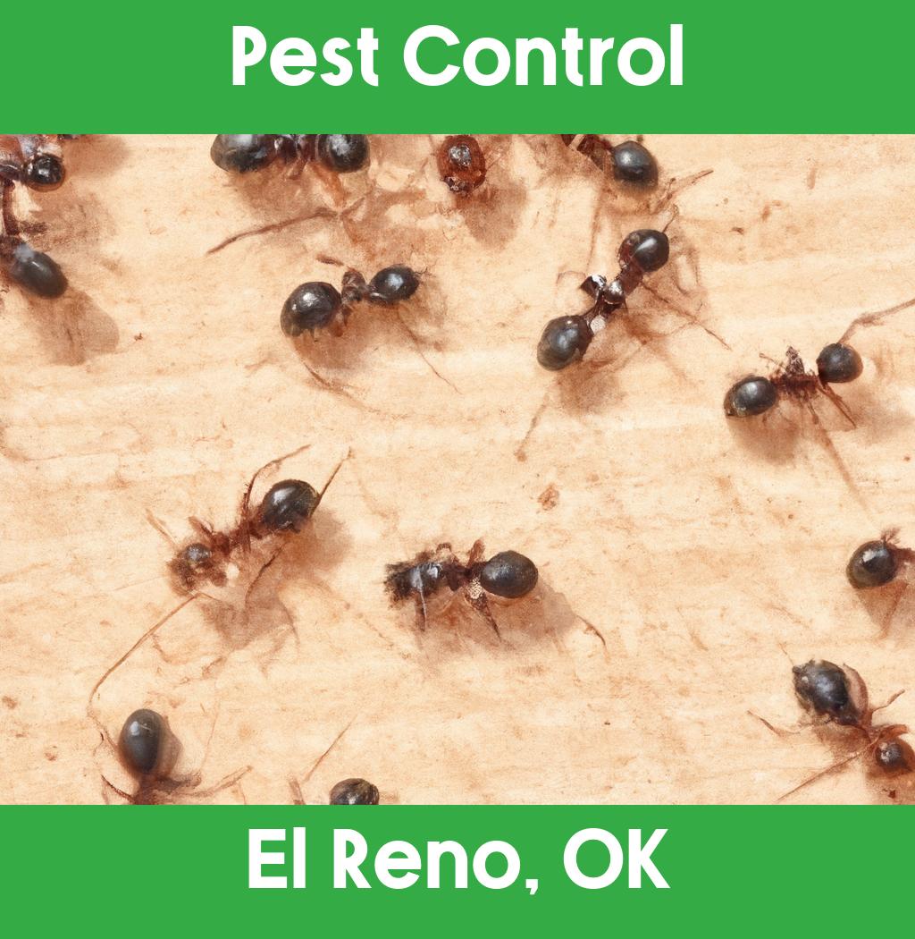 pest control in El Reno Oklahoma