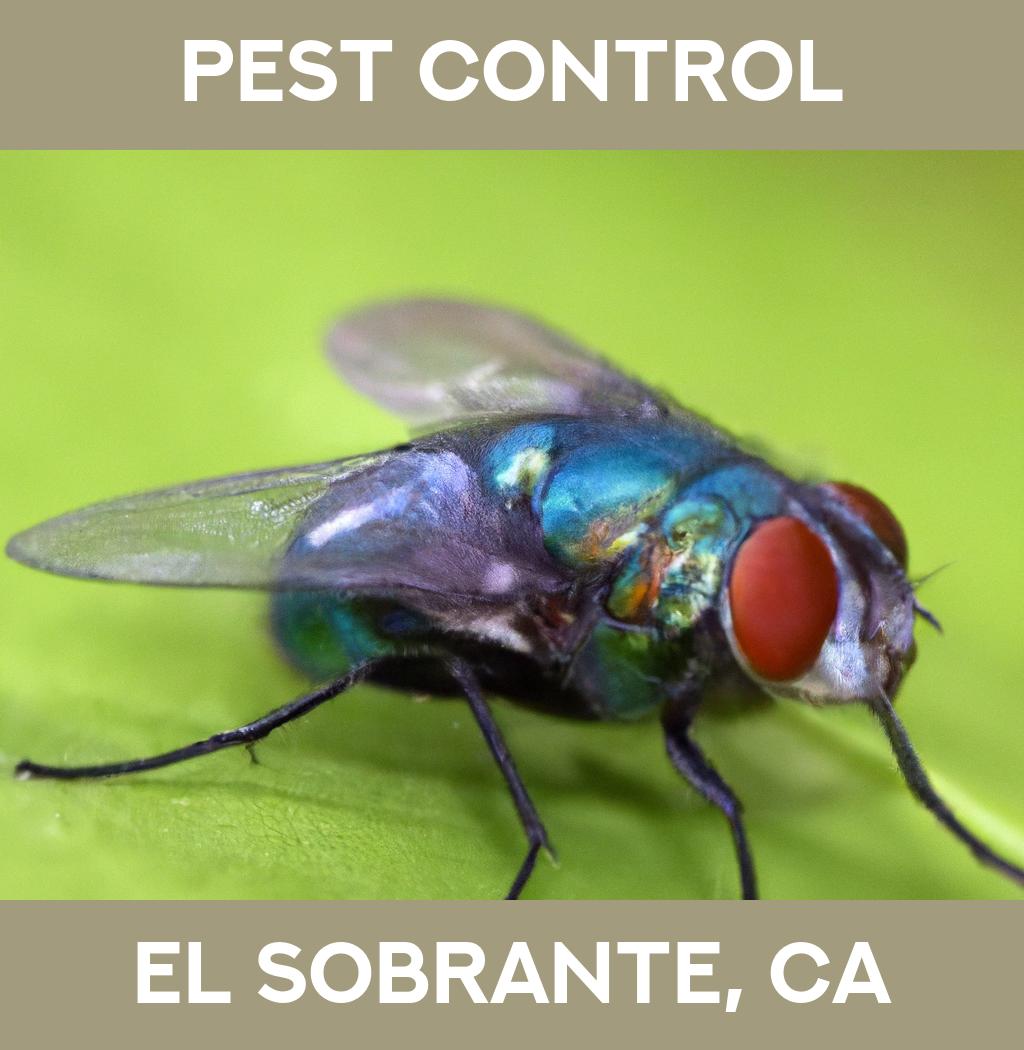 pest control in El Sobrante California