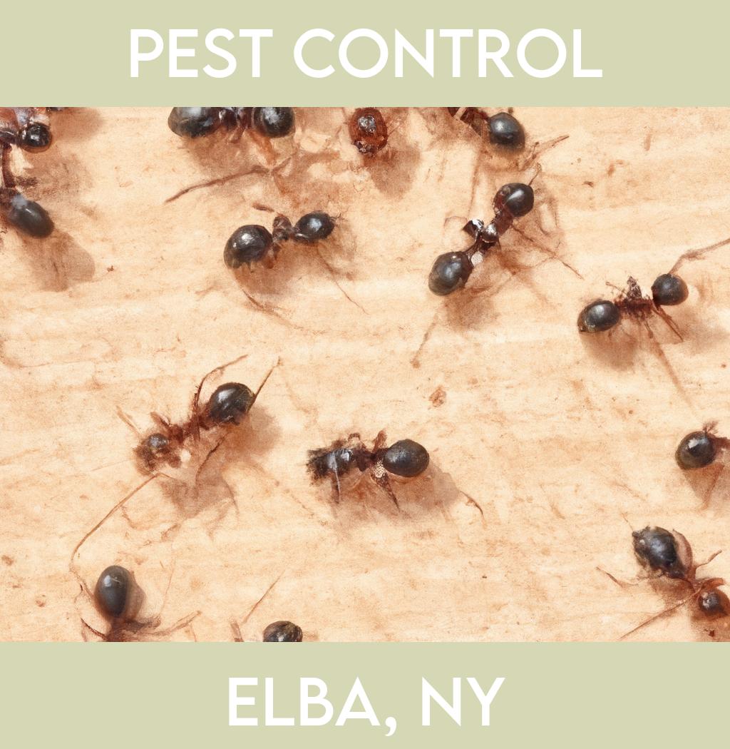 pest control in Elba New York